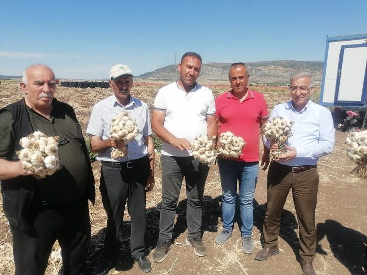 Pazarcık’ta ‘Beşçeşme Sarımsağı’ hasadı başladı