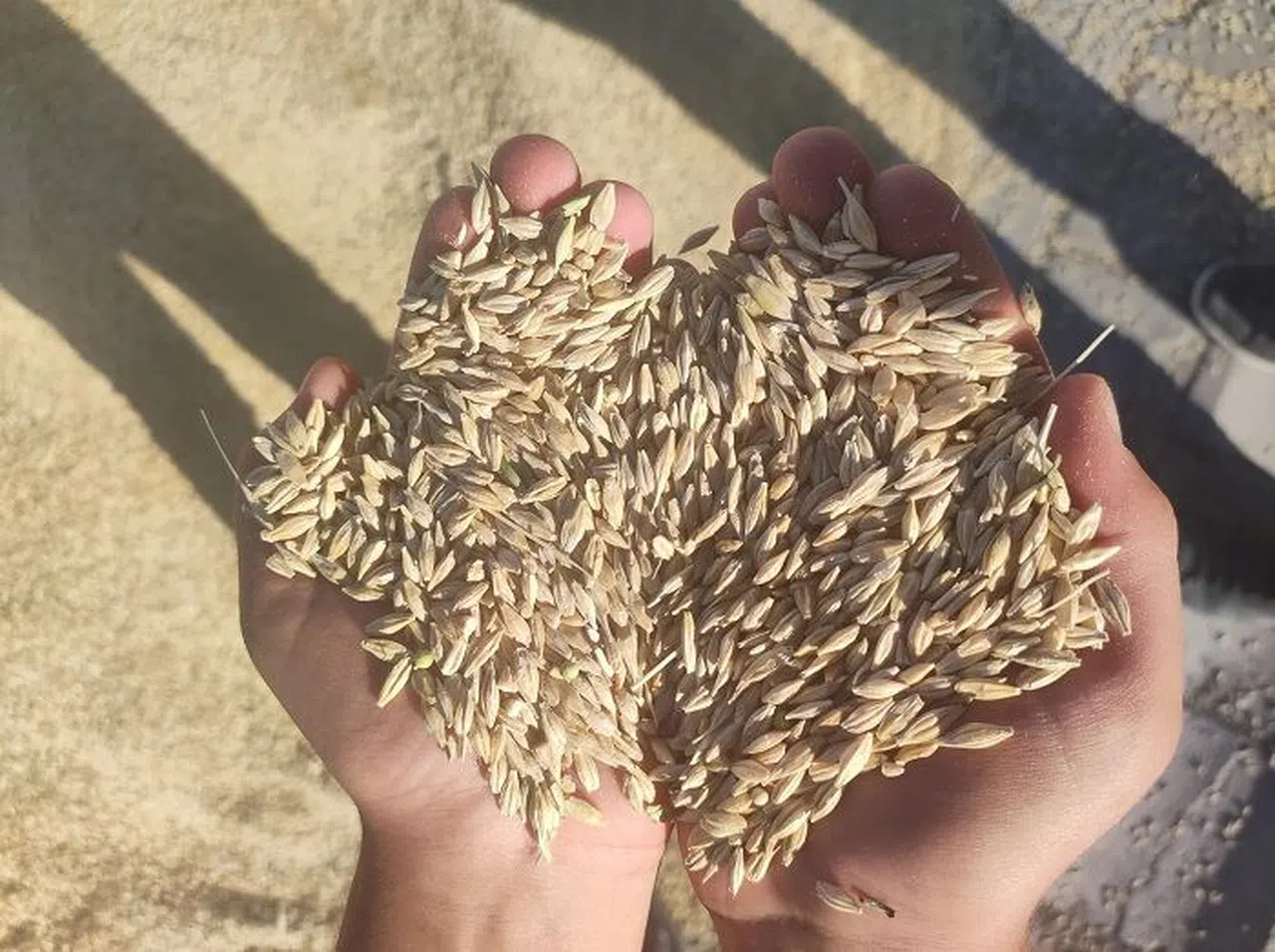 Elbistan’da buğday hasadı başladı