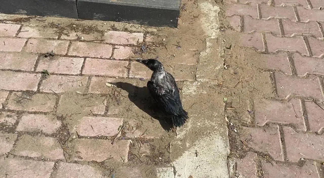 Sıcakta bayılan kargalara şefkat eli