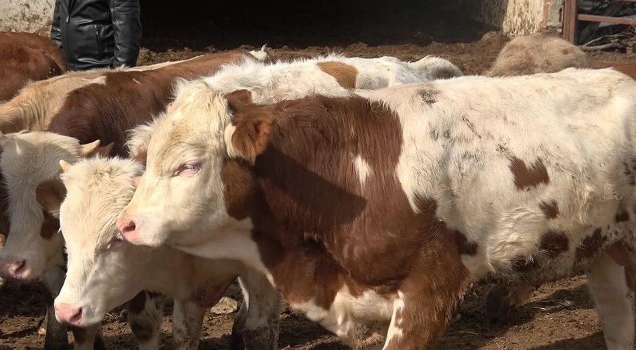 Uzmanı uyardı: "Yeni kesilmiş kurban etini buzdolabına koymayın"