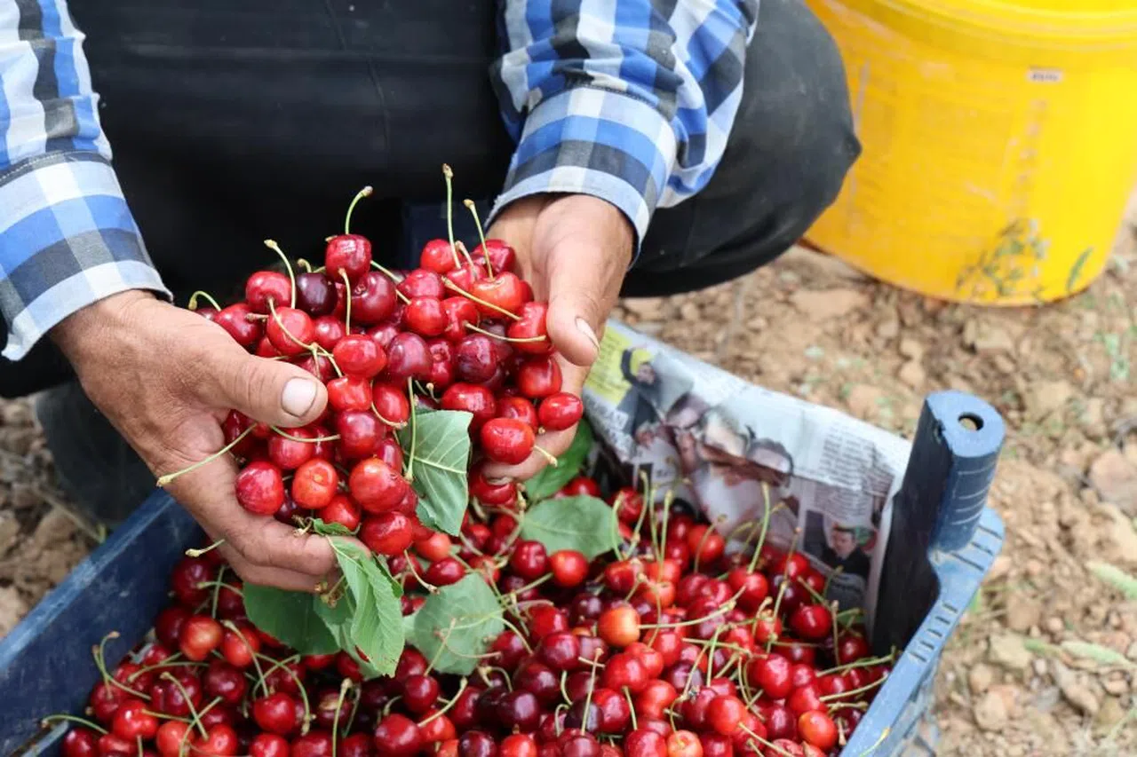 Kirazı işçi bulamayınca köylüler imece usulü topladı