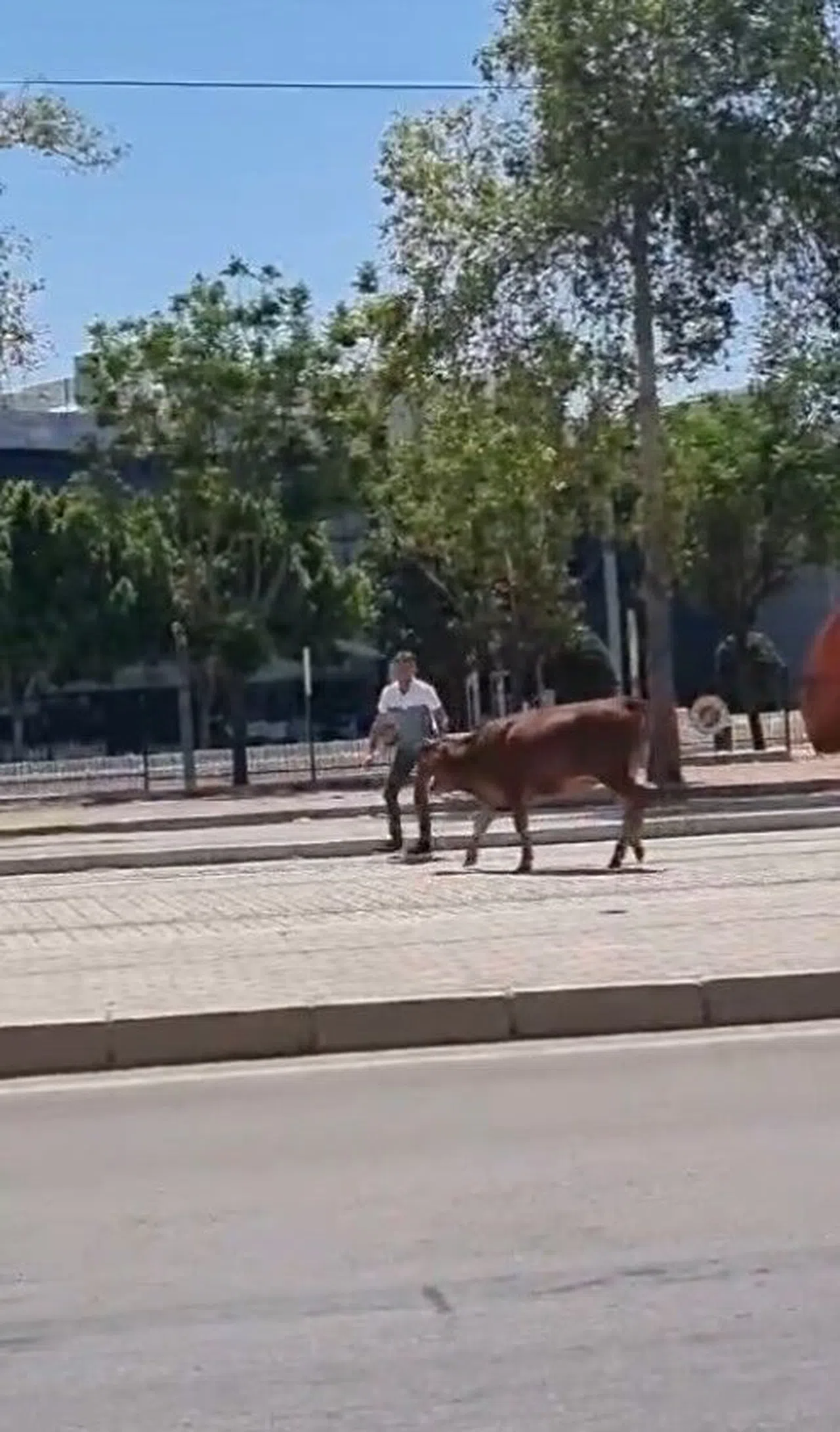 Firari kurbanlıklar sahiplerine ter döktürdü