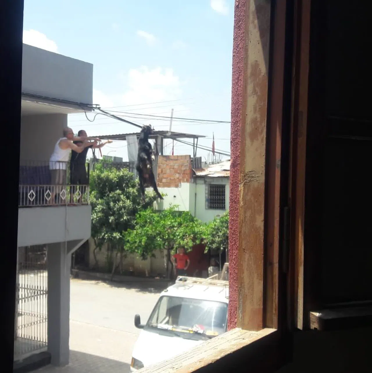 Damdan atlayan kurbanlık keçi elektrik tellerine takılı kaldı
