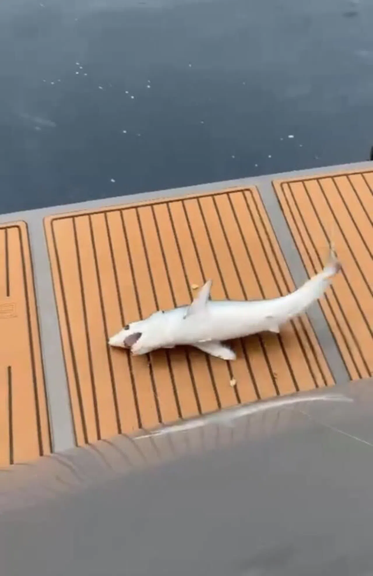 Oltaya yavru köpekbalığı takıldı