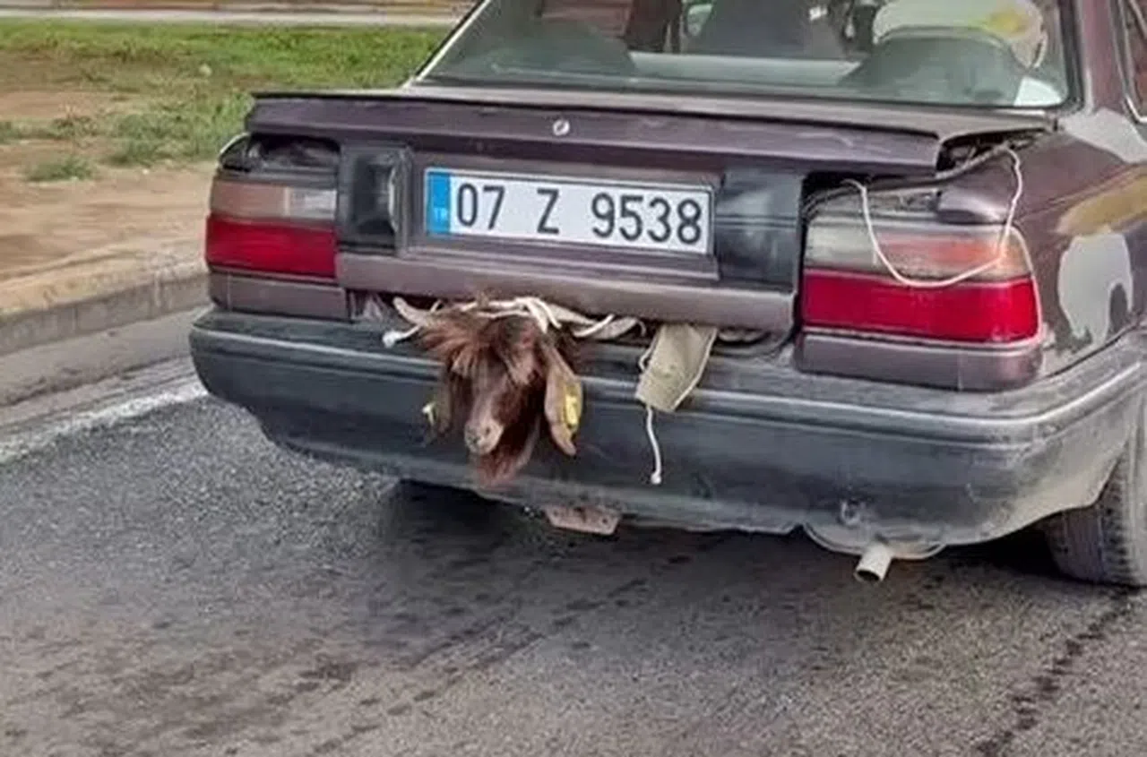 Otomobil bagajındaki kurbanlığın halini görenler gözlerine inanamadı