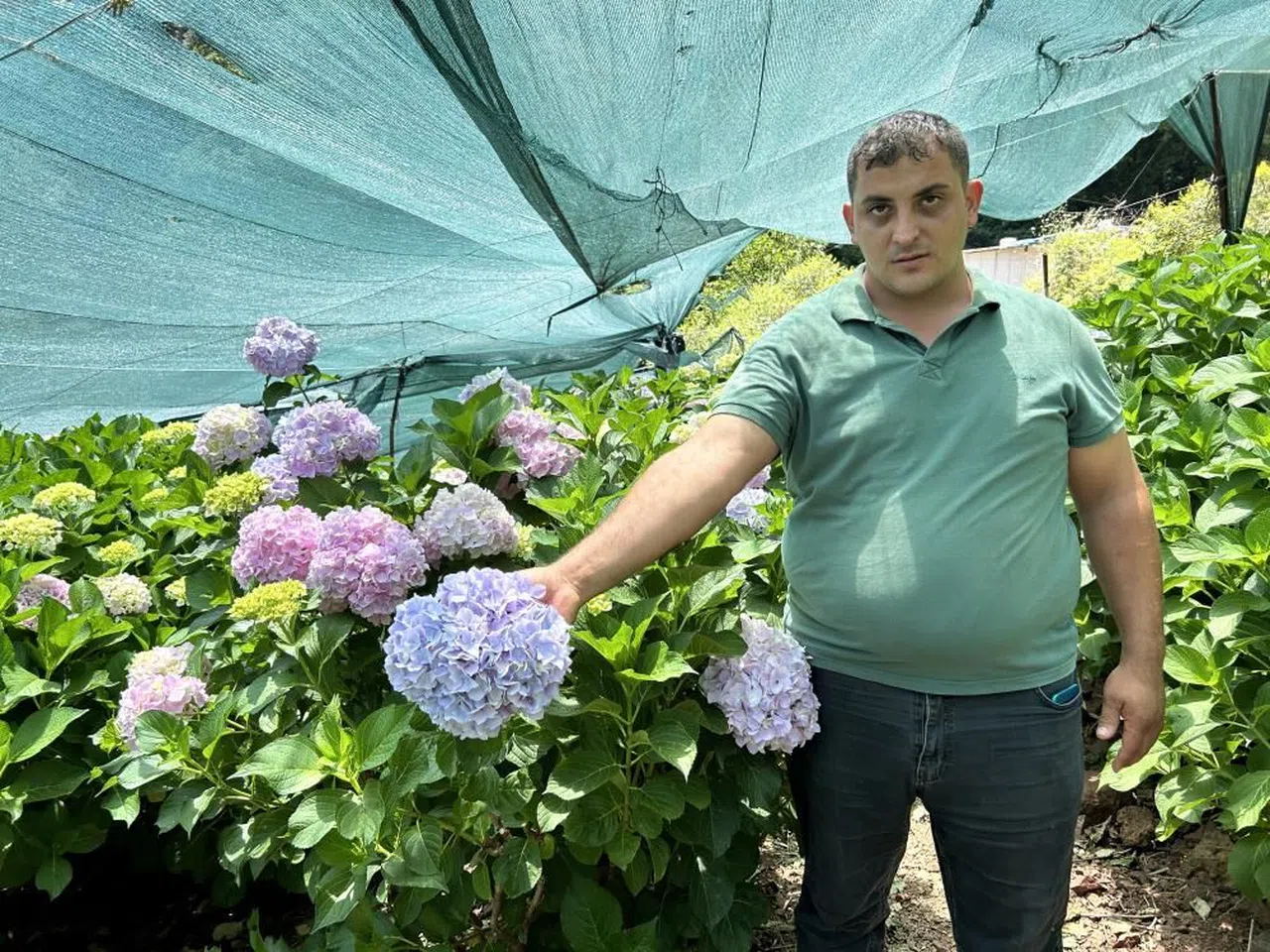 Ortanca bahçesinde hasat vakti
