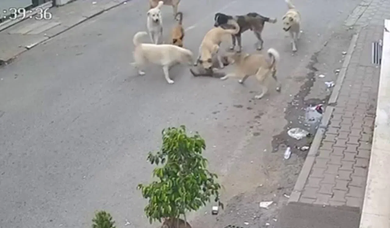 8 köpeğin kediyi telef ettiği anlar kamerada