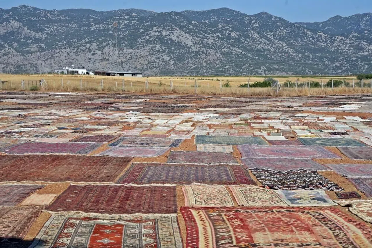 ABD'deki binlerce halı meraklısının gözü bu tarlada