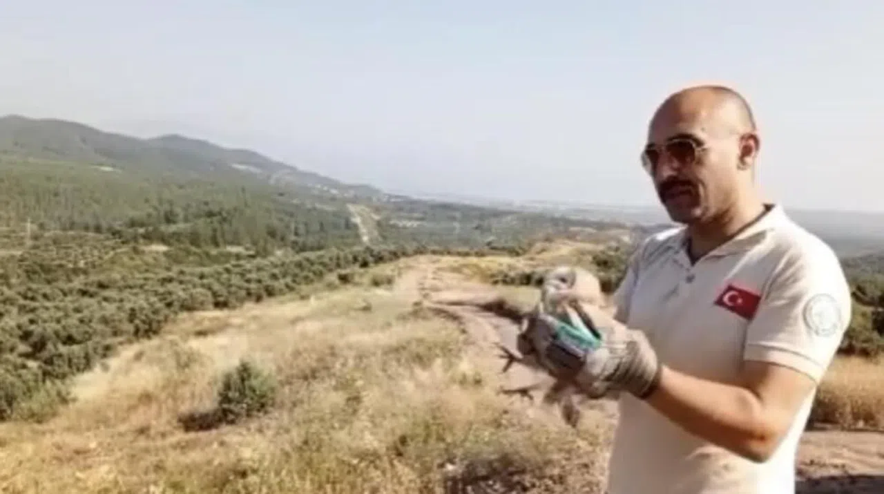 Tedavisi tamamlanan kuşlar doğaya bırakıldı