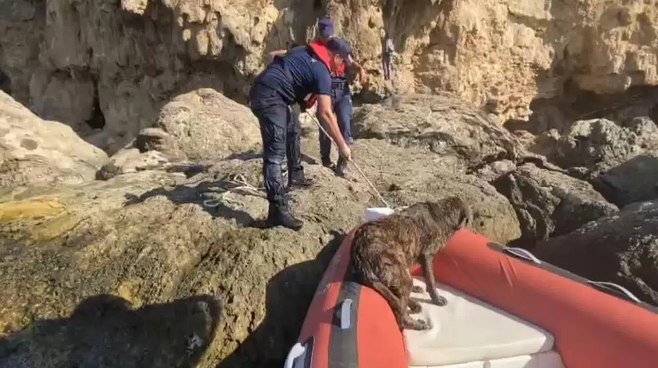 Denize düşen köpeği Sahil Güvenlik ekipleri kurtardı