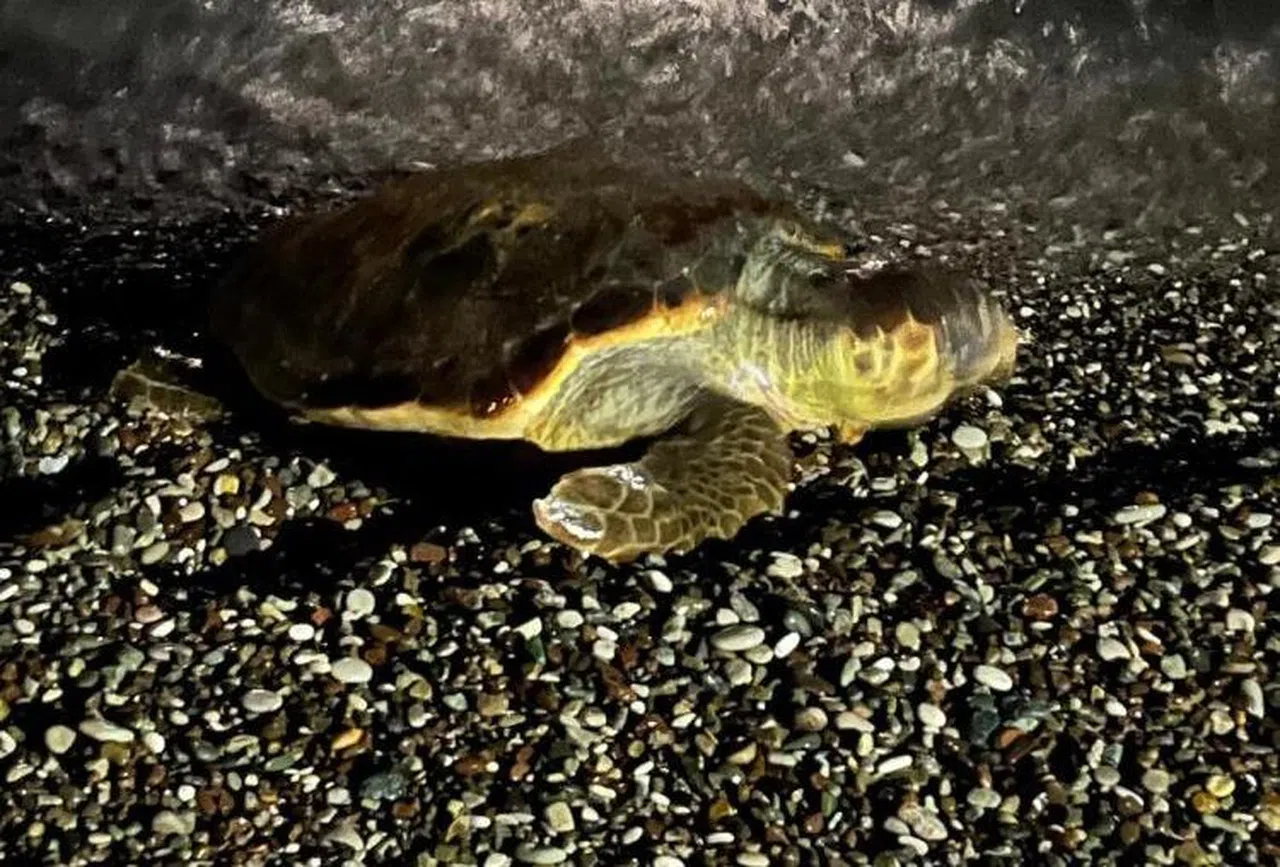 Konyaaltı sahilinde caretta caretta şaşkınlığı