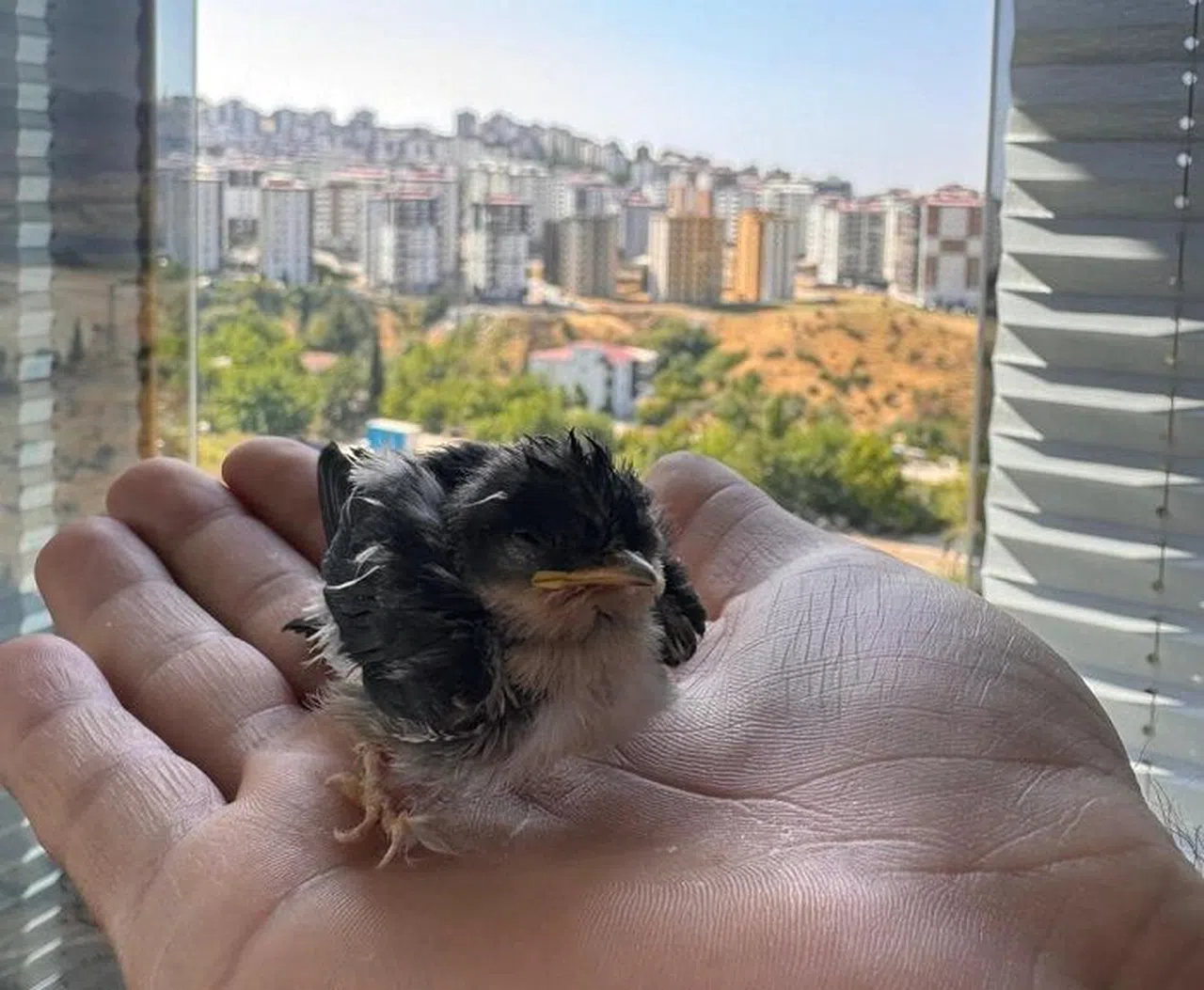 Okul müdürü bulduğu yaralı ebabil kuşunu iyileştirdi