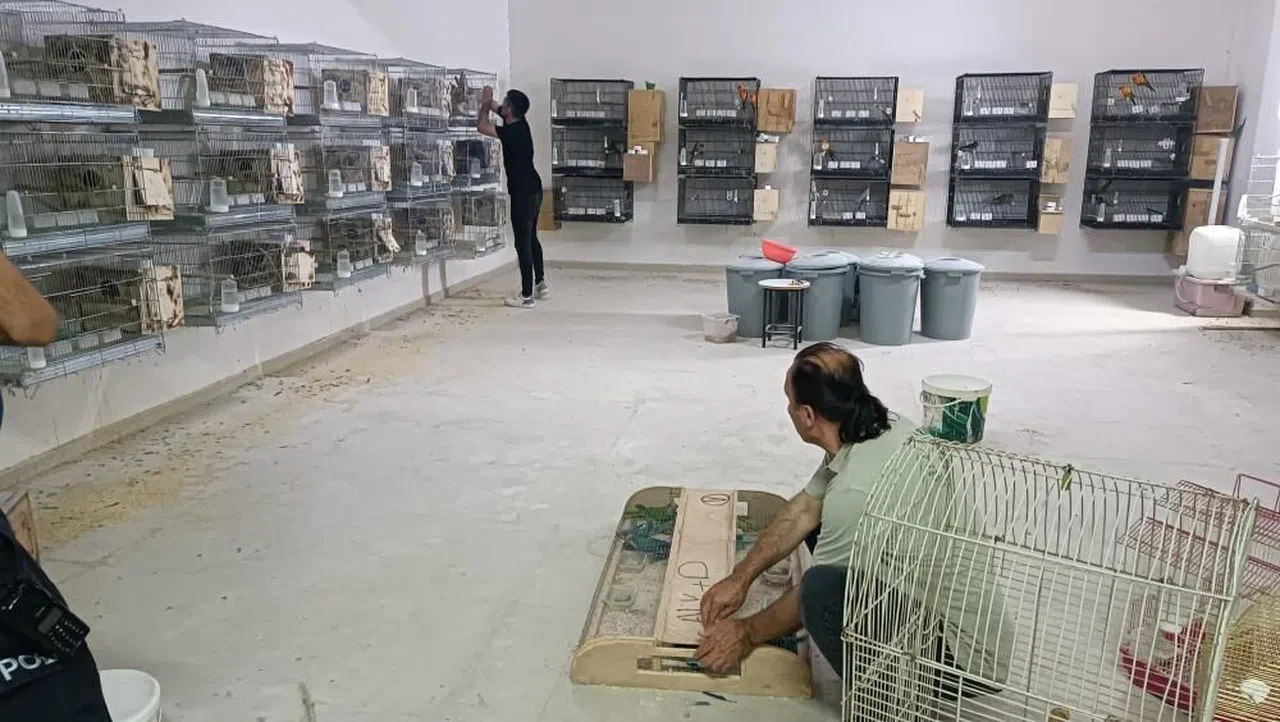 Kaçak üretilen 77 papağana el konuldu, 41 bin TL ceza kesildi