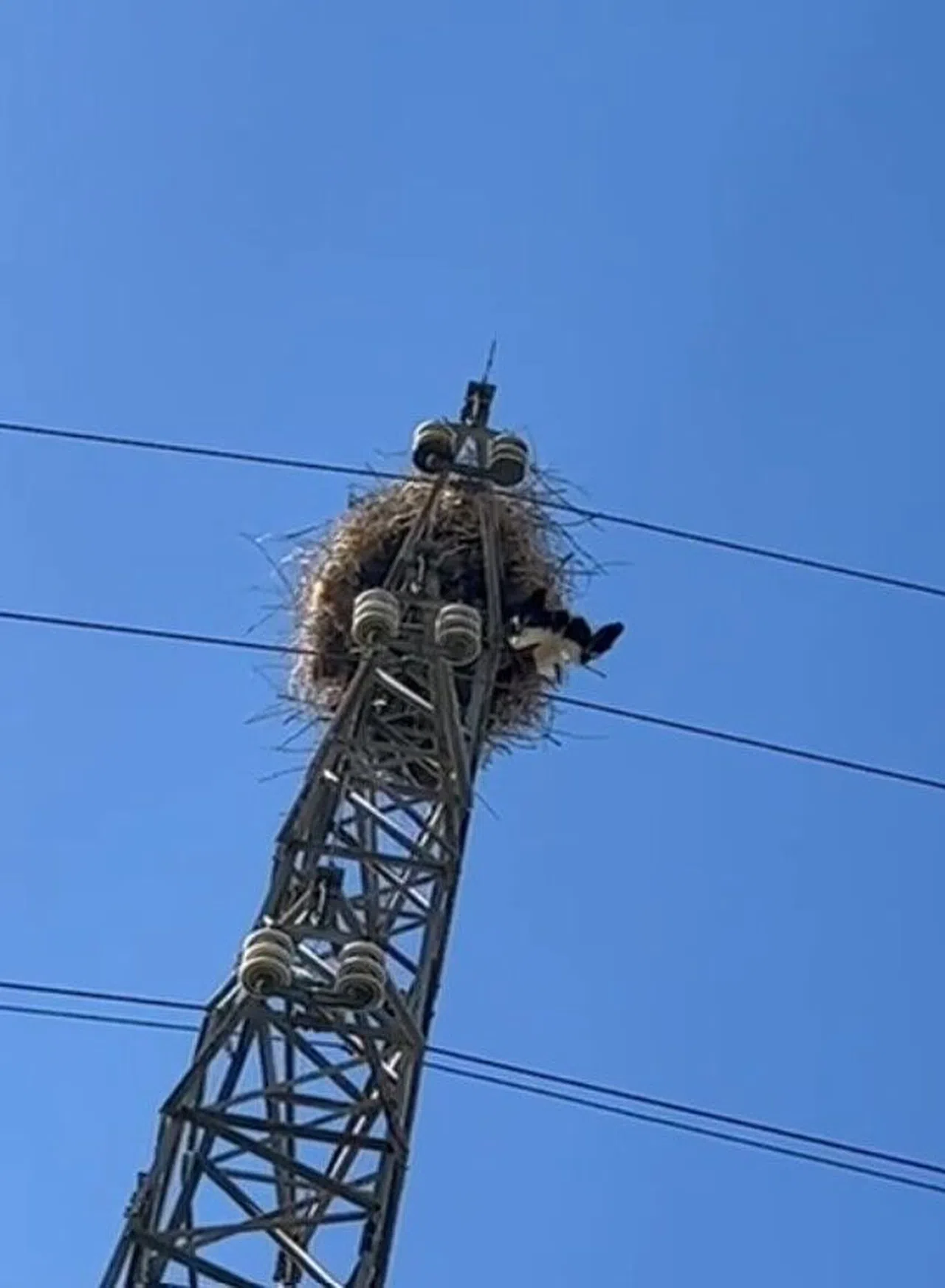 Elektrik direğinde tellere takılarak mahsur kalan leylek kurtarıldı