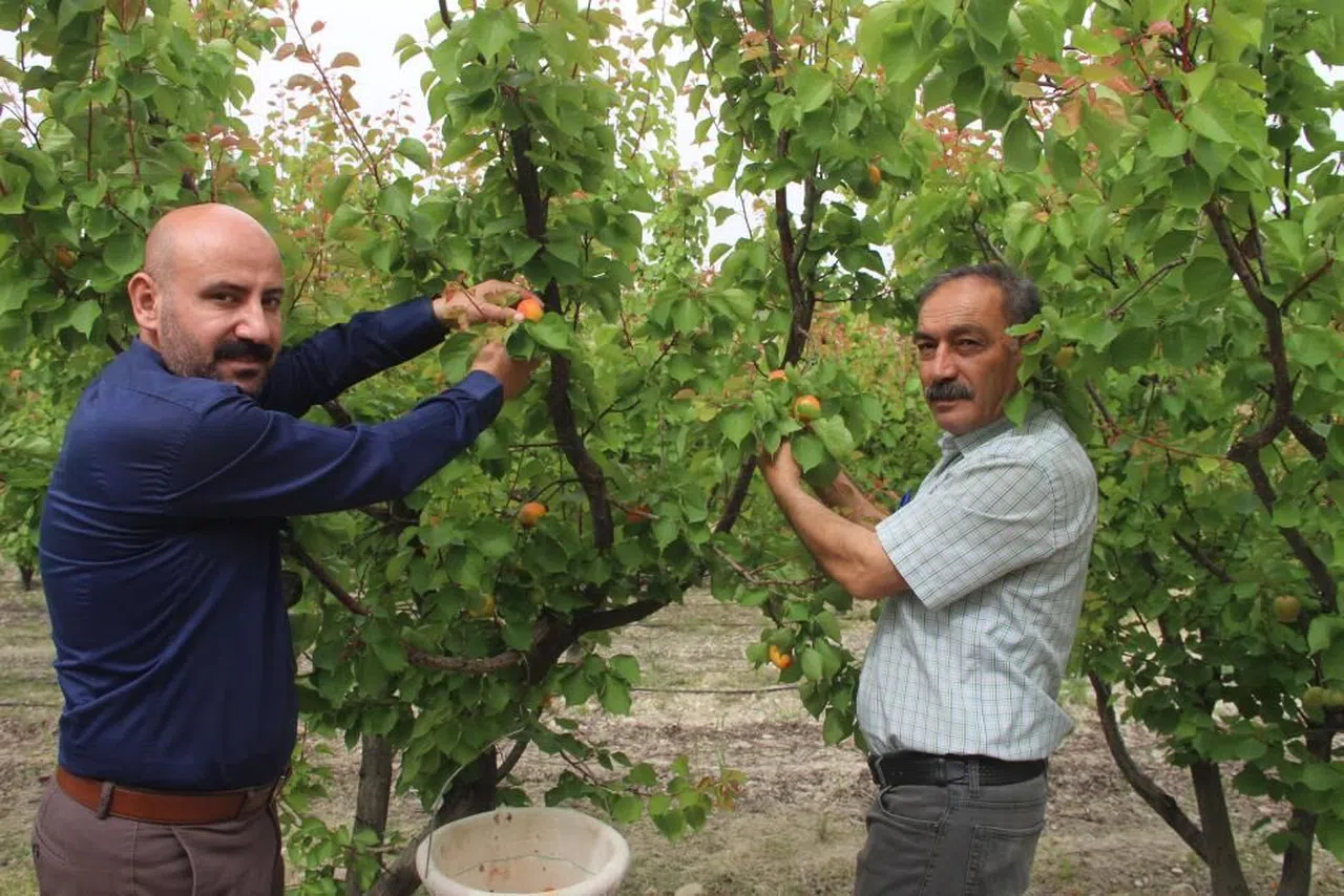 Üretilen 200 bin ton kayısının yarısı ihraç edildi