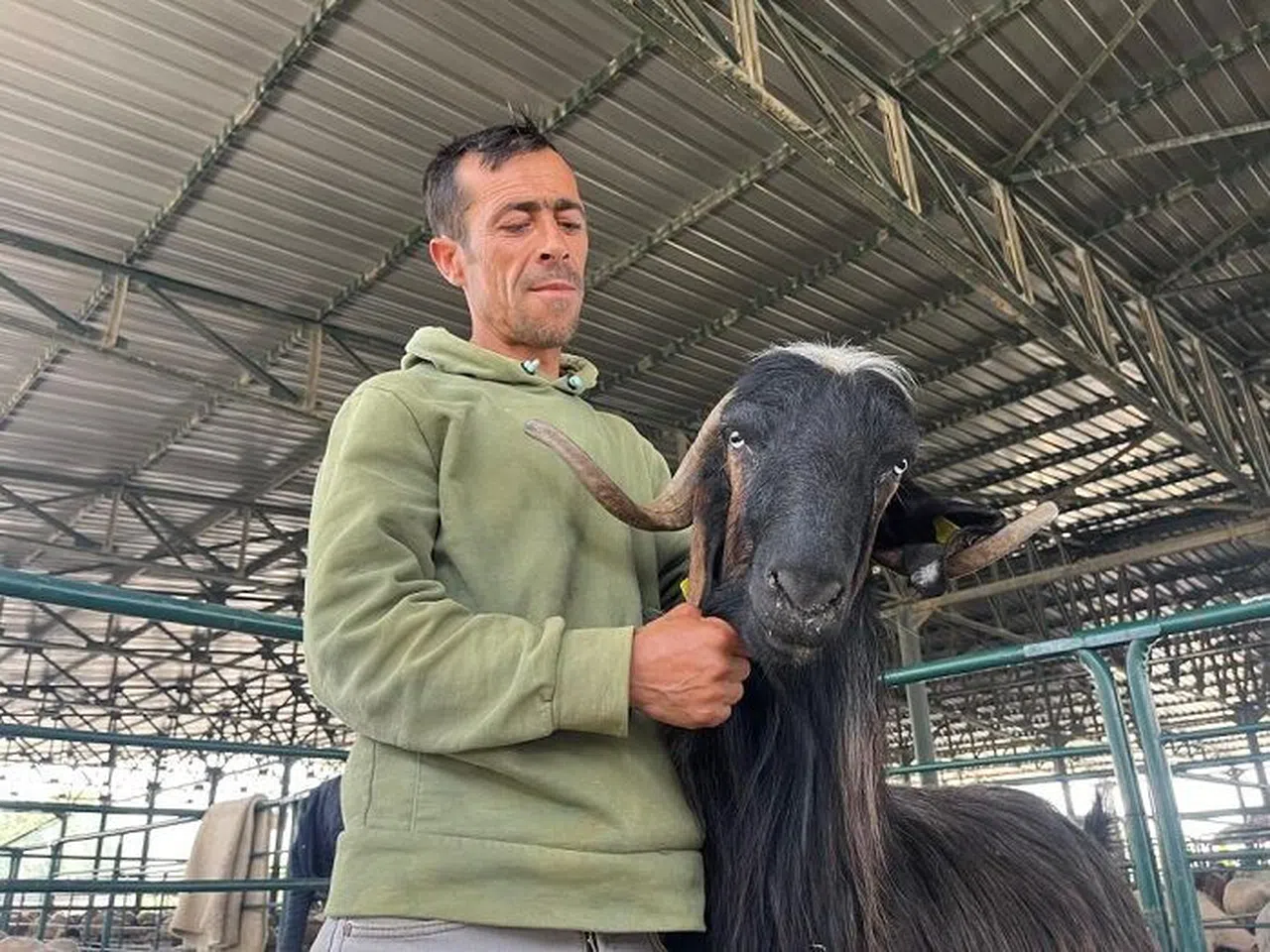 Bu keçi danalara rakip oldu