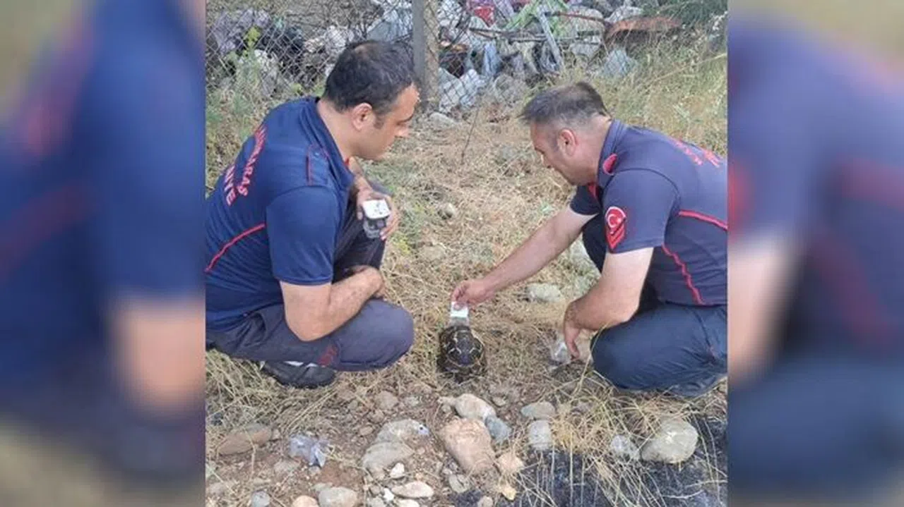 Kahramanmaraş'ta Anız Yangınının Ortasında Kaplumbağa Operasyonu
