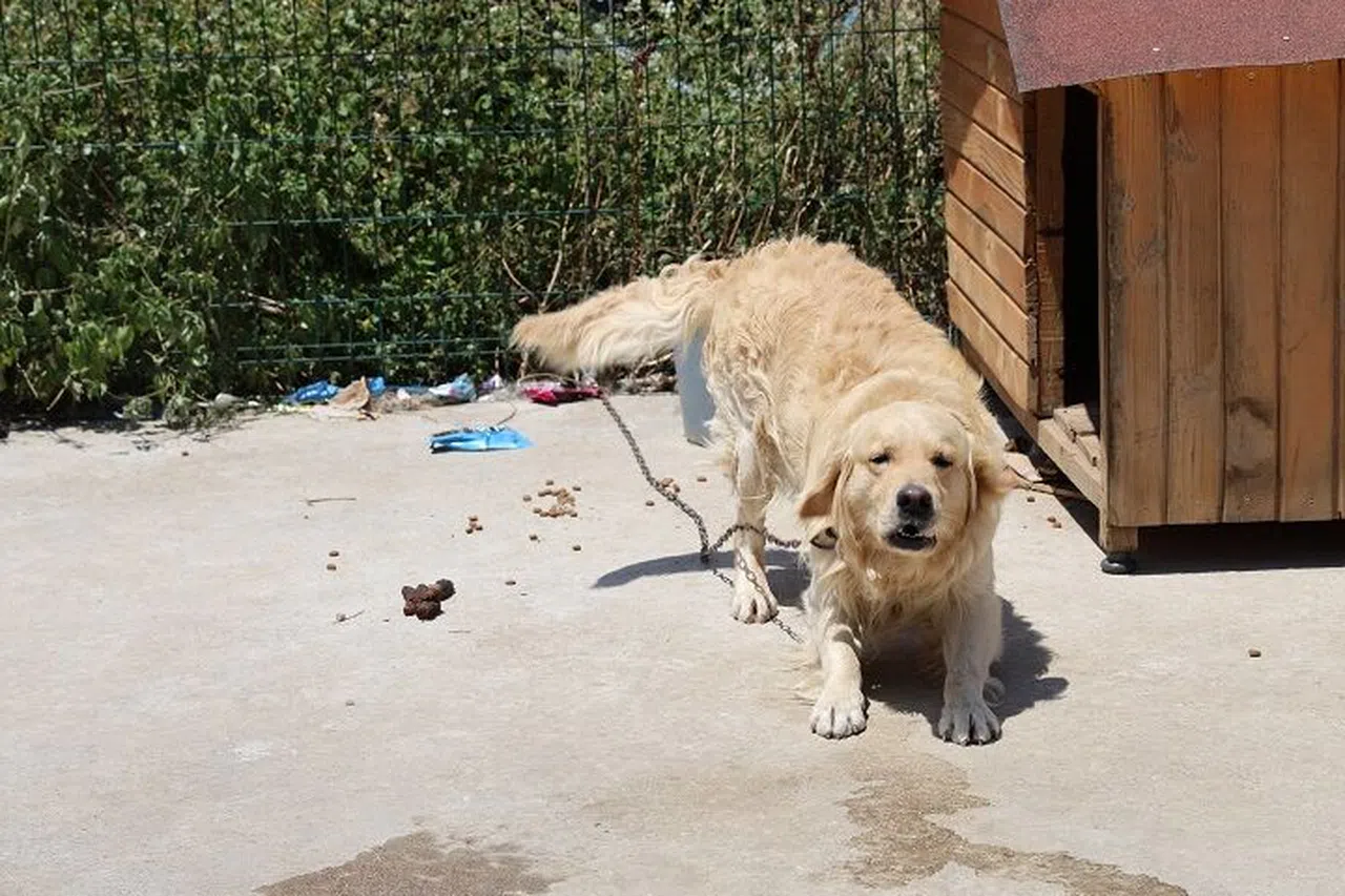 Tarihi sıcaklık belediyeye sokak hayvanları için çağrı yaptırdı