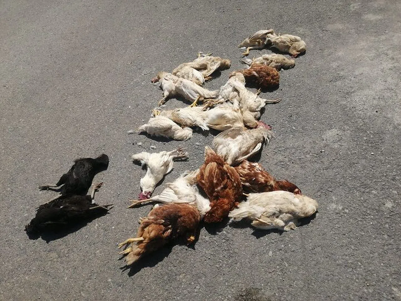 Sokak köpekleri kümes hayvanlarını telef etti.