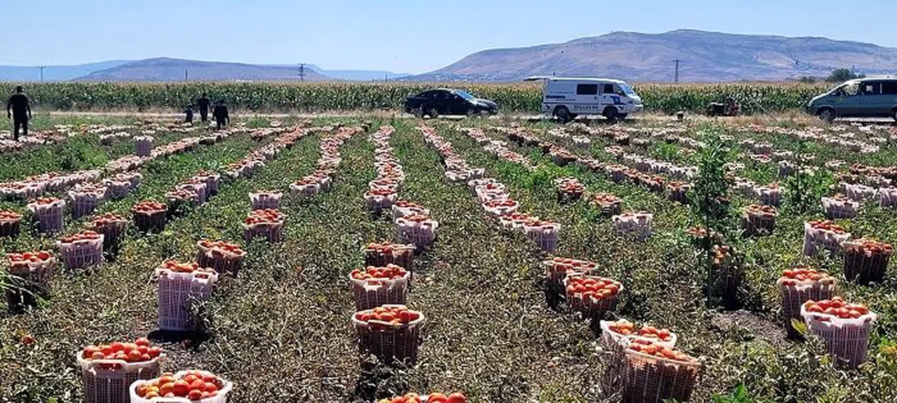 Türkoğlu’nda salçalık domates hasadı başladı