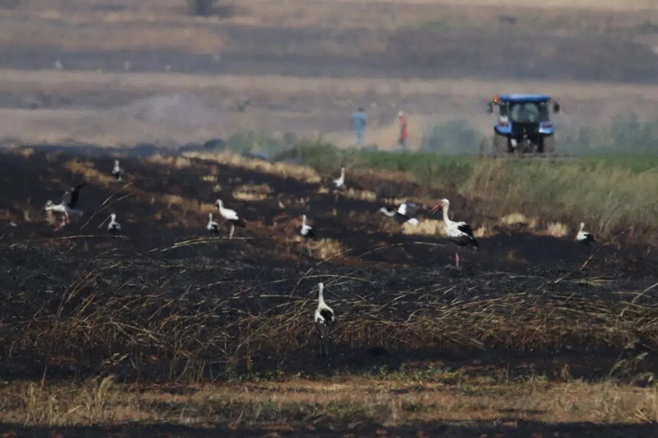 Kahramanmaraş'ta Leylekler Yangın Sonrası Mahsur Kaldı