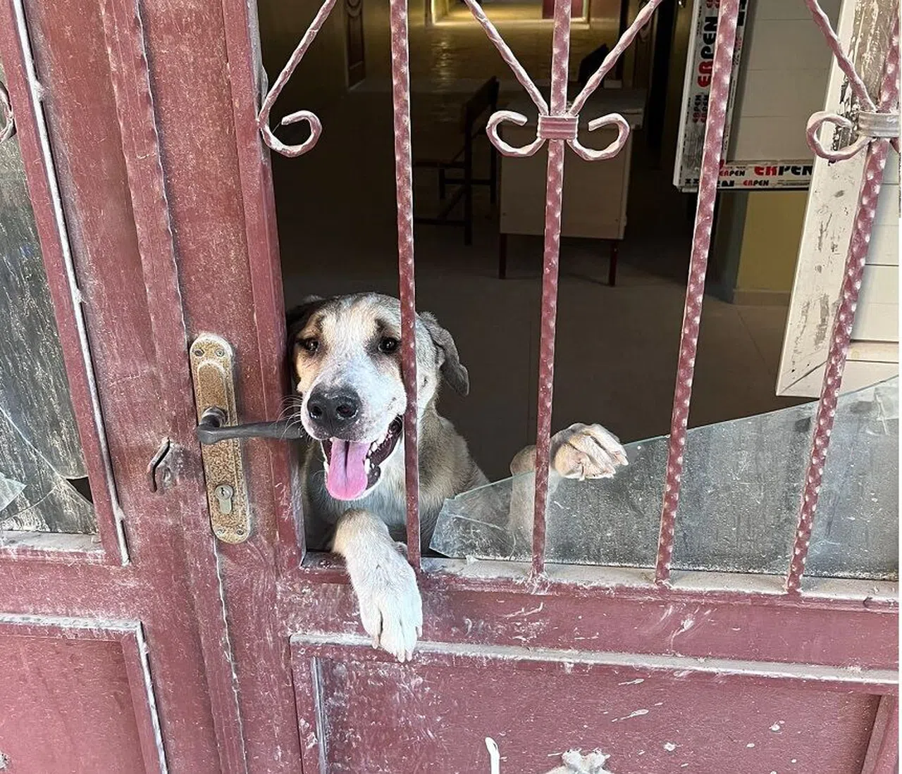 Antakya’da okul binasında mahsur kalan köpek kurtarıldı