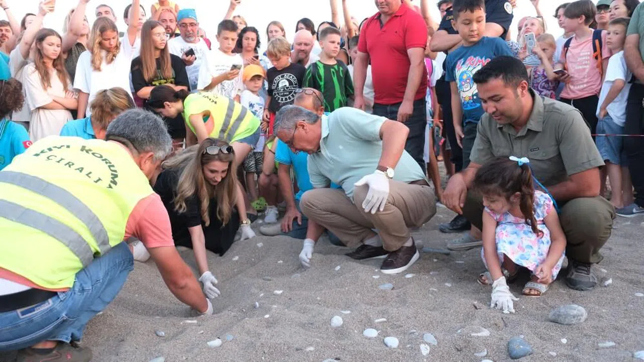 Son 30 yılın yavrulu caretta caretta rekoru bekleniyor