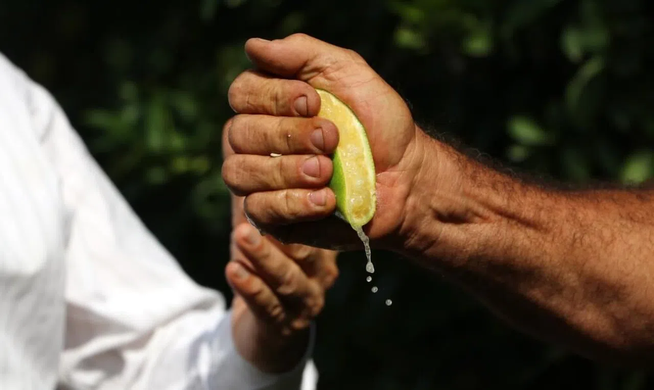 Erken hasat edilen Mayer limonların kalitesinde büyük risk