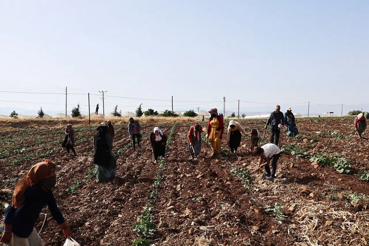 Kahramanmaraş'ta hasadın tamamlandığı tarım arazileri ikinci ürünle buluşturuluyor