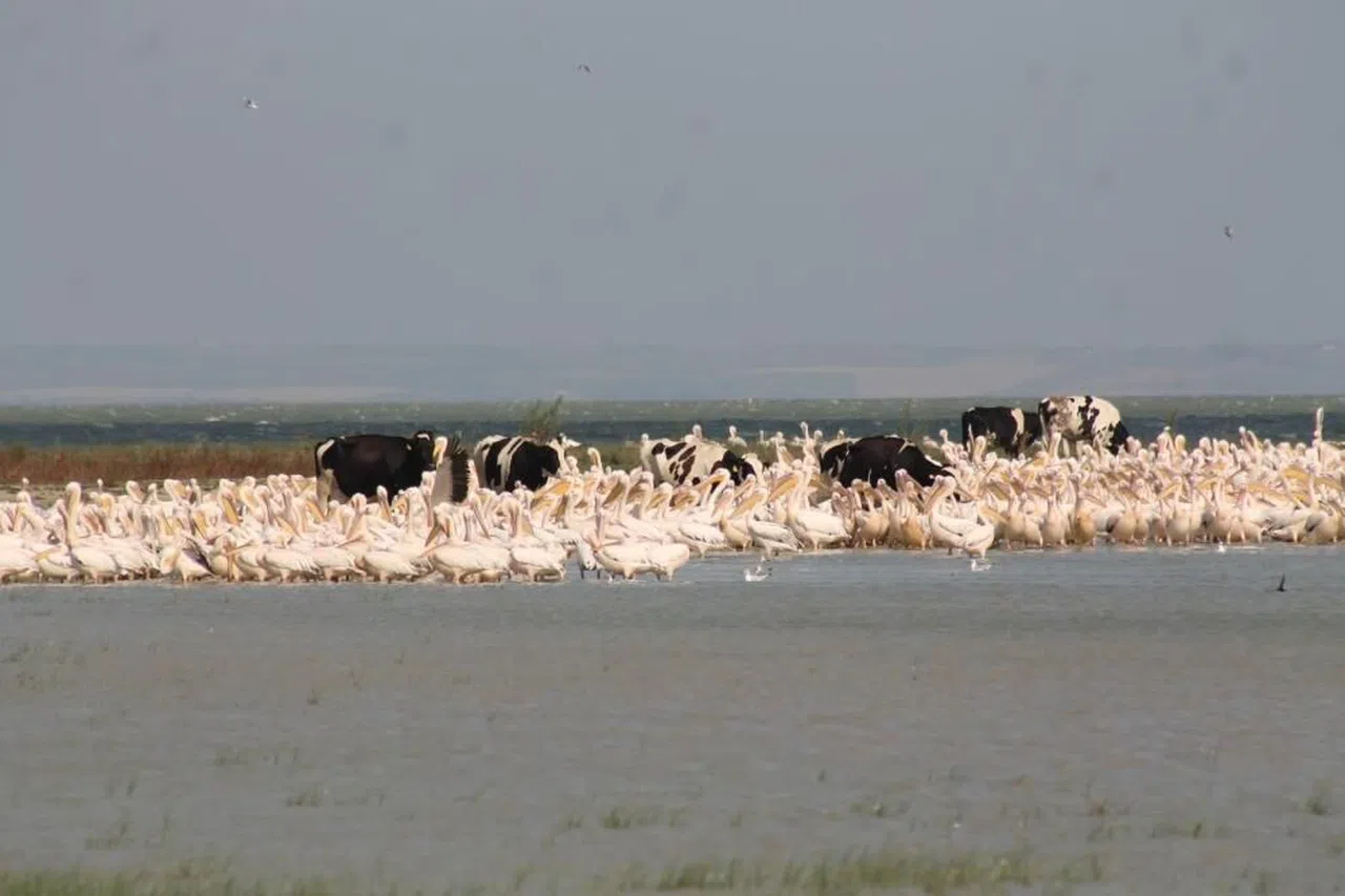 Süt inekleri Manyas Gölü'ne girip serinliyor