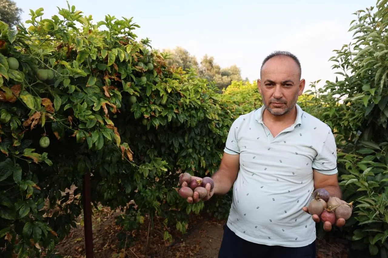 Adana 'da Oto yedek parça satıcısı tropikal meyve üreticisi oldu
