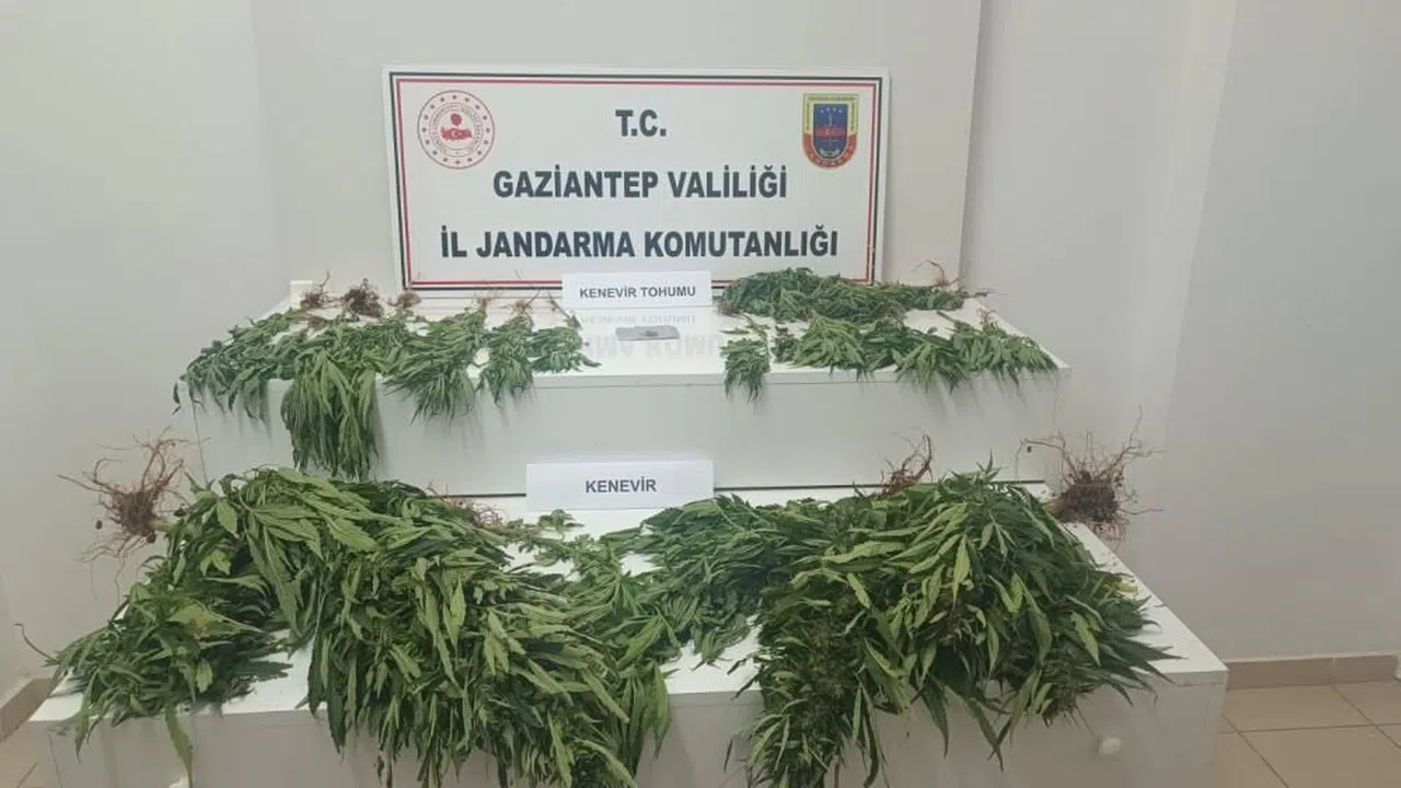 253 kök kenevir ele geçirildi: 9 gözaltı