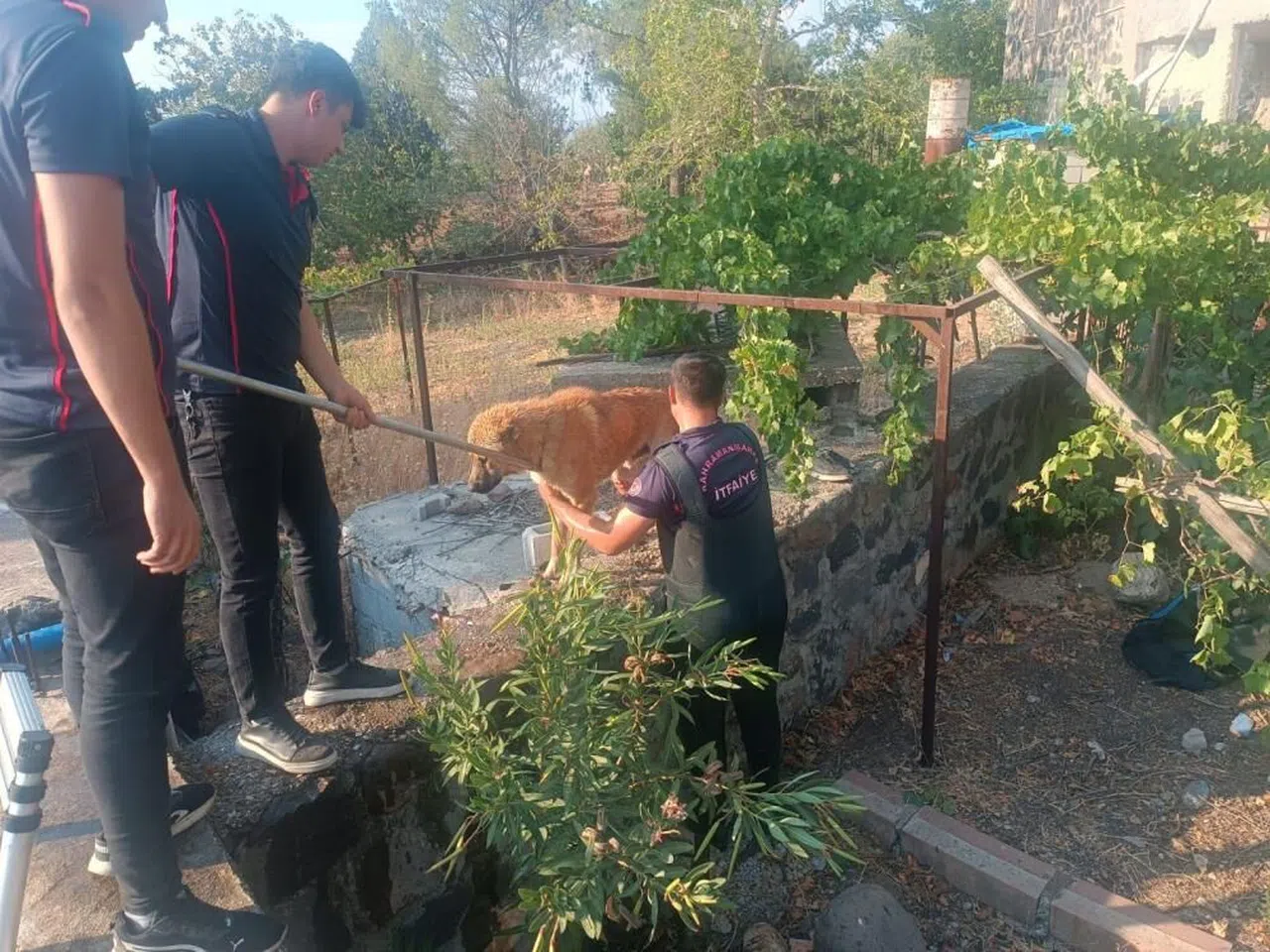 Kahramanmaraş'ta havuza düşen köpek kurtarıldı