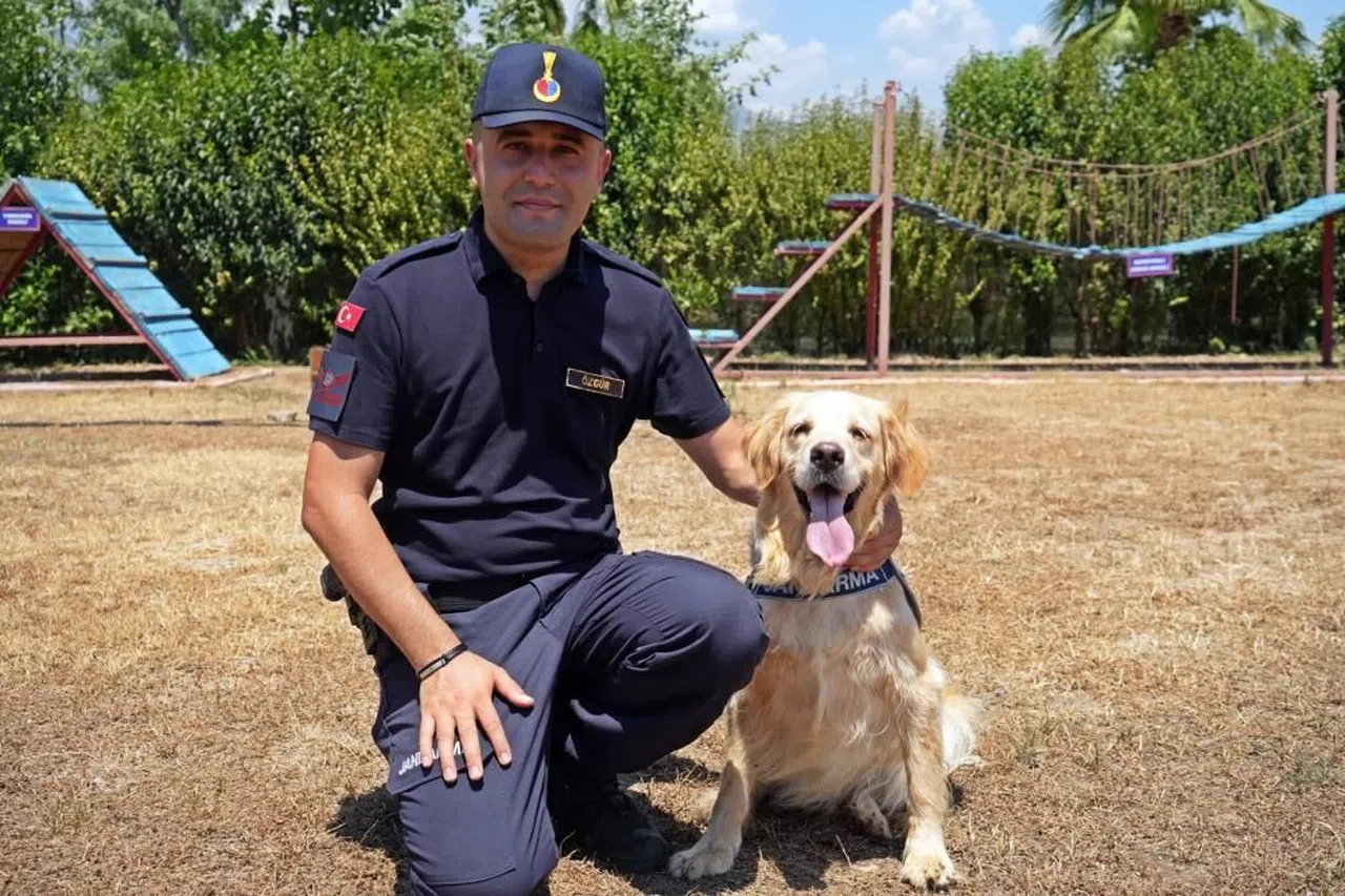 Orman yangınlarındaki kundaklama ve sabotaj, ‘Zeytin'in burnundan geçiyor