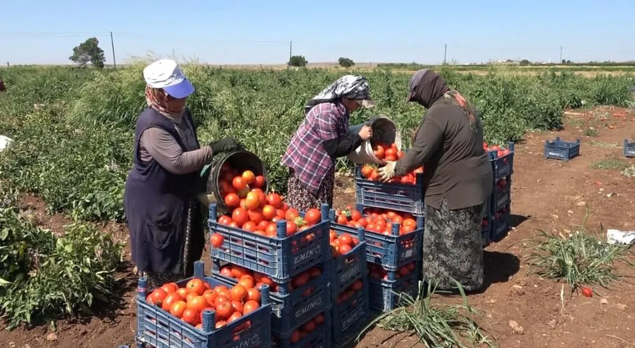 Kadınların domates hasadı başladı