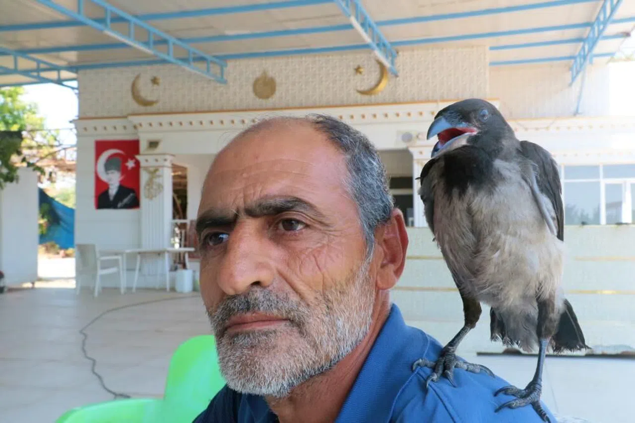 Antalya 'da Kedilerin saldırısından kurtarılan yavru kargaya çocuğu gibi bakıyor