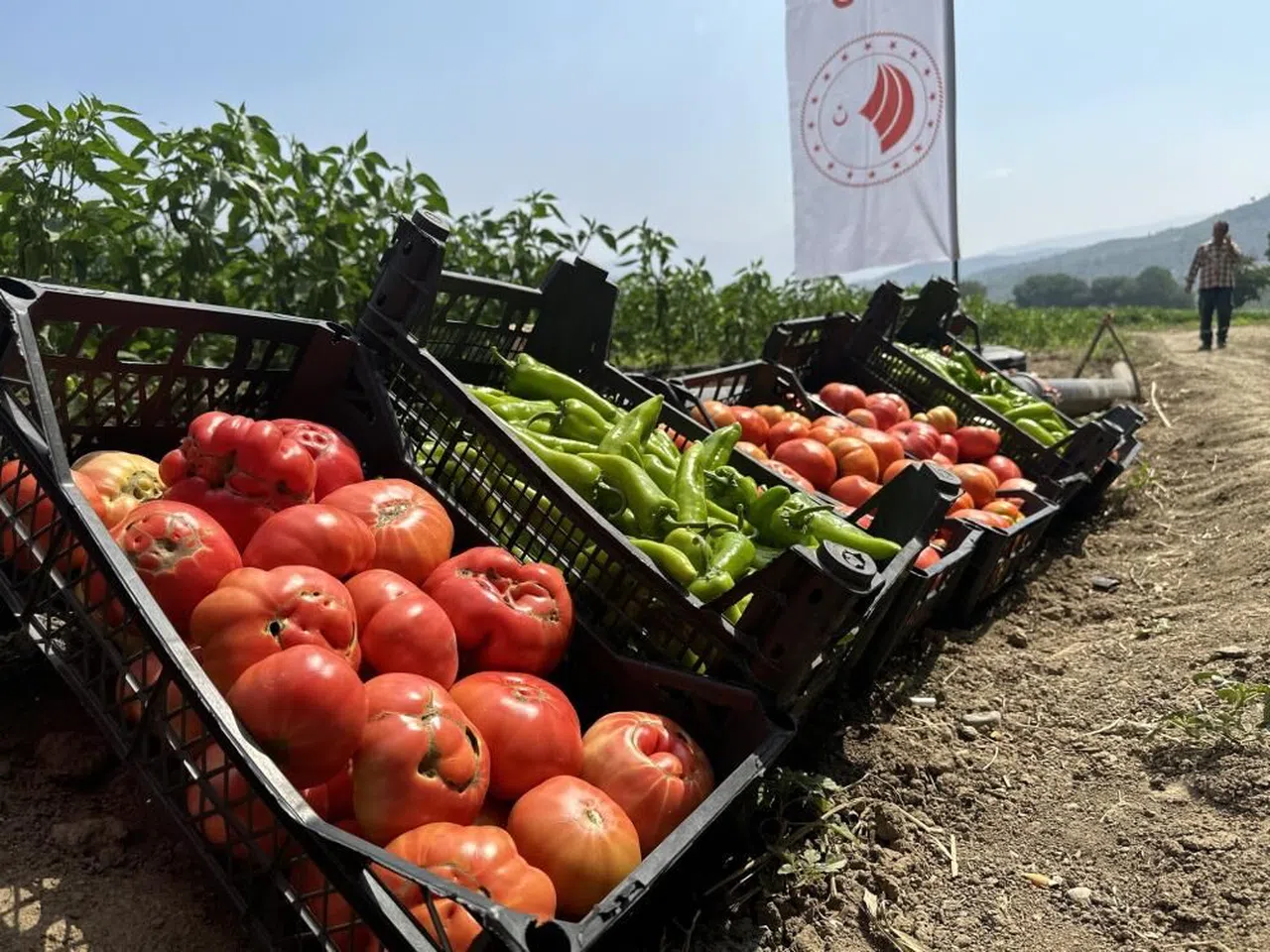 Osmaniye'de domates ve biber hasadı