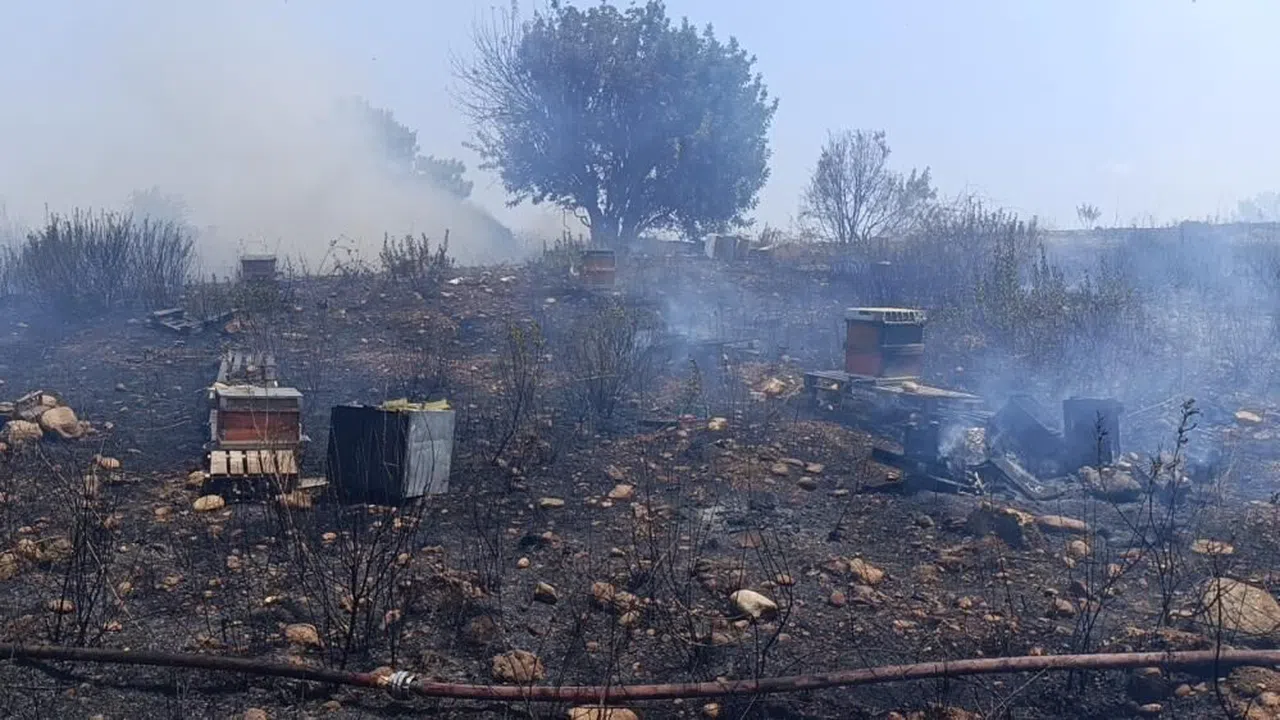 Manavgat'ta 4 dönüm kızılçam ormanı yandı
