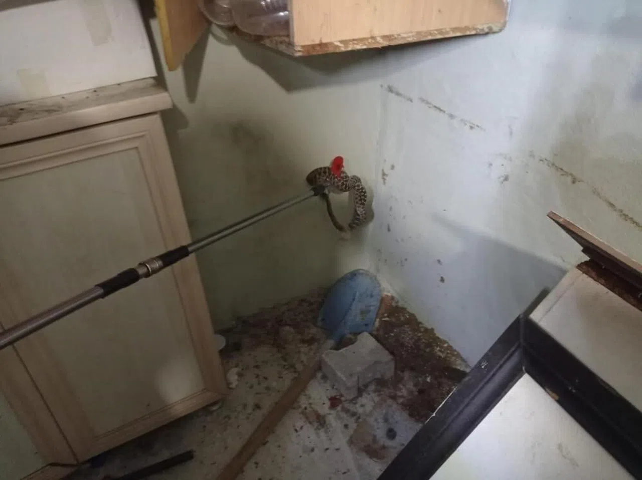 Depoya giren yılan özel aparatla yakalandı