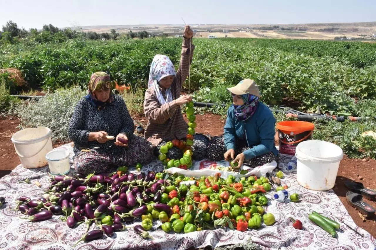 Gaziantep 'te Patlıcan ve biberler kadınların elinde Gaziantep'in tescilli lezzeti 'kurutmalık' oluyor