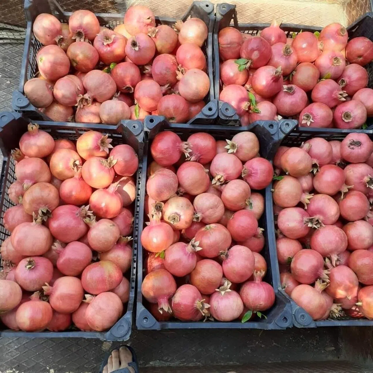 Gazipaşa'da 'Caner' cinsi narın hasadı başladı