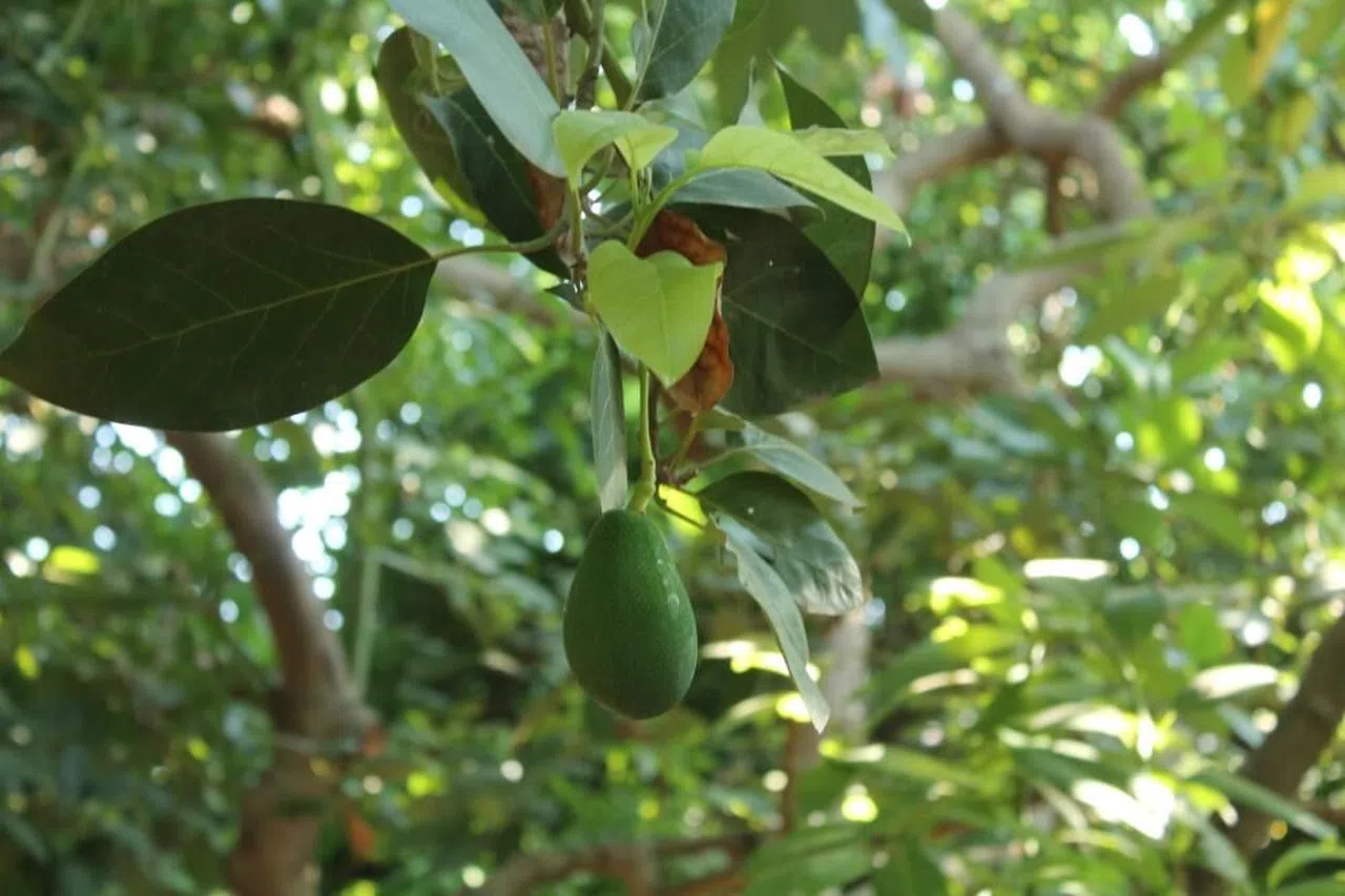 Avokadoda erken hasat uyarısı