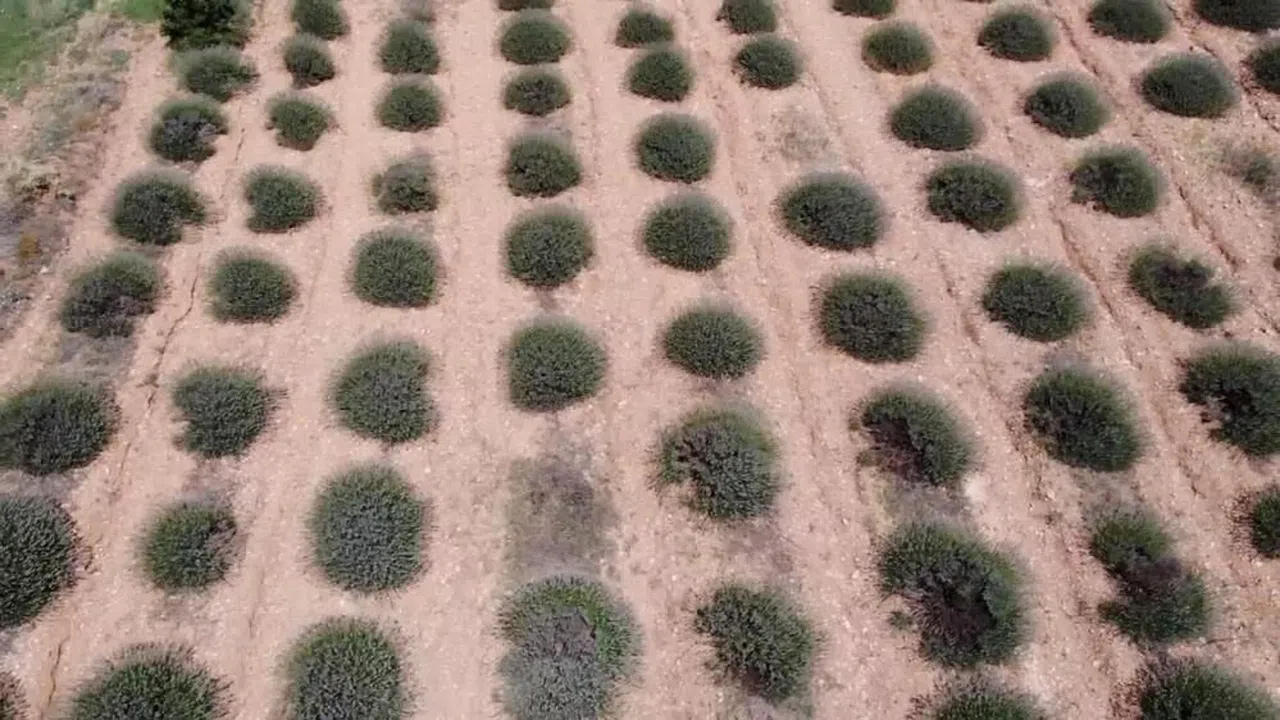 Lavanta kokulu köyde hasat başladı