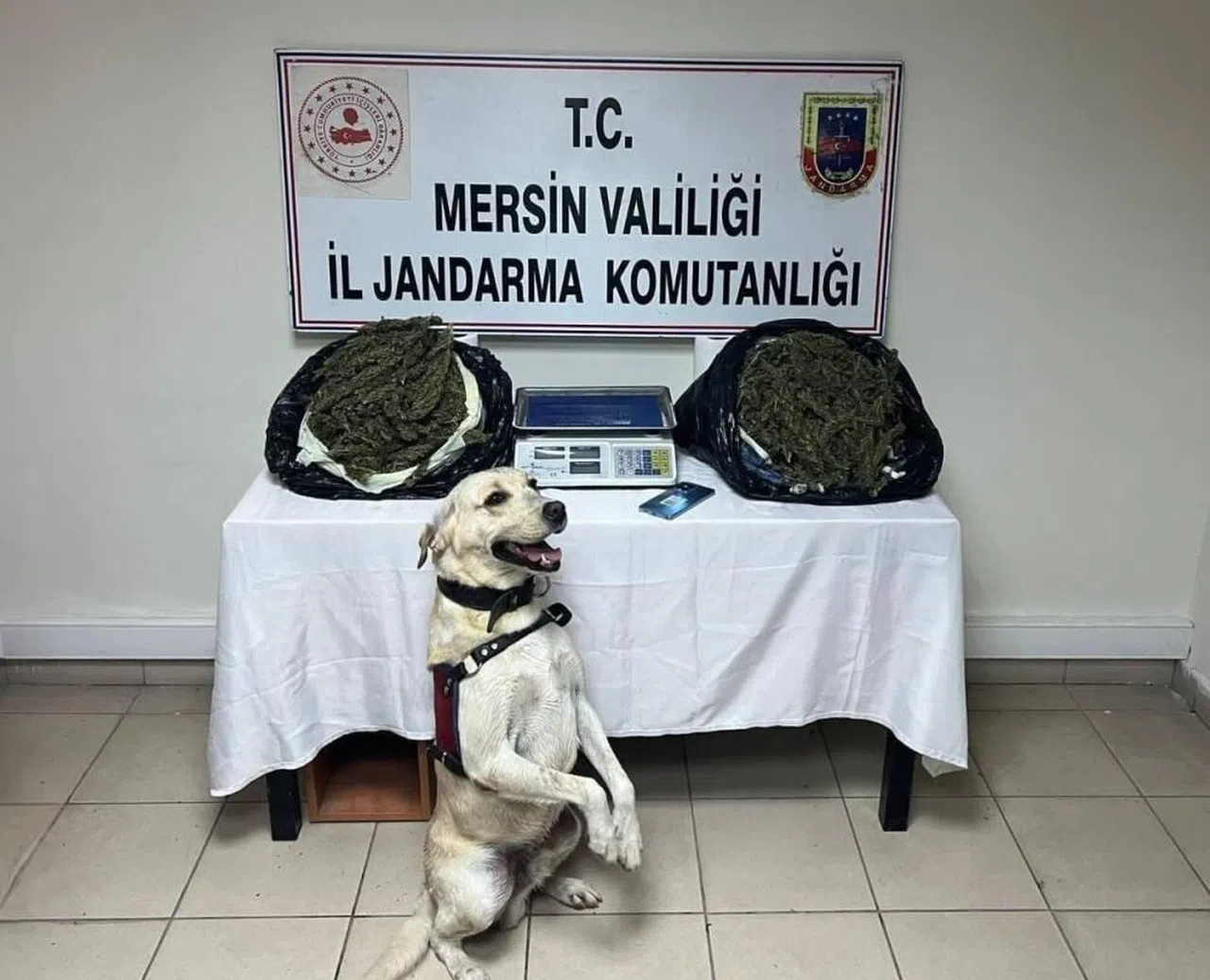 Mersin 'de Jandarma 3 adrese baskın yaptı, 14 kilo esrar ele geçirdi