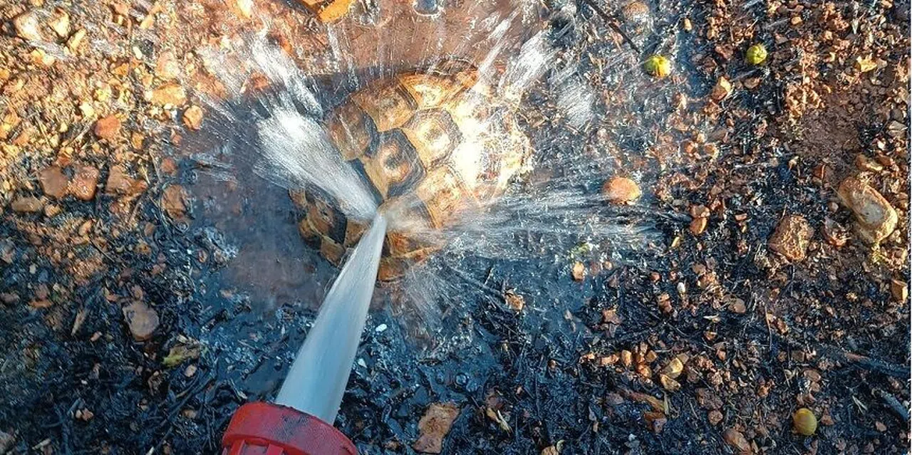Kahramanmaraş'ta İtfaiye yangından etkilenen kaplumbağayı su ile serinletti