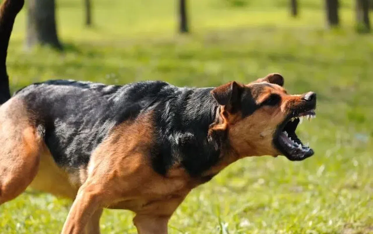 Sokak köpekleri kanun teklifi hazır! Karara 2 Kahramanmaraş Milletvekili imza attı