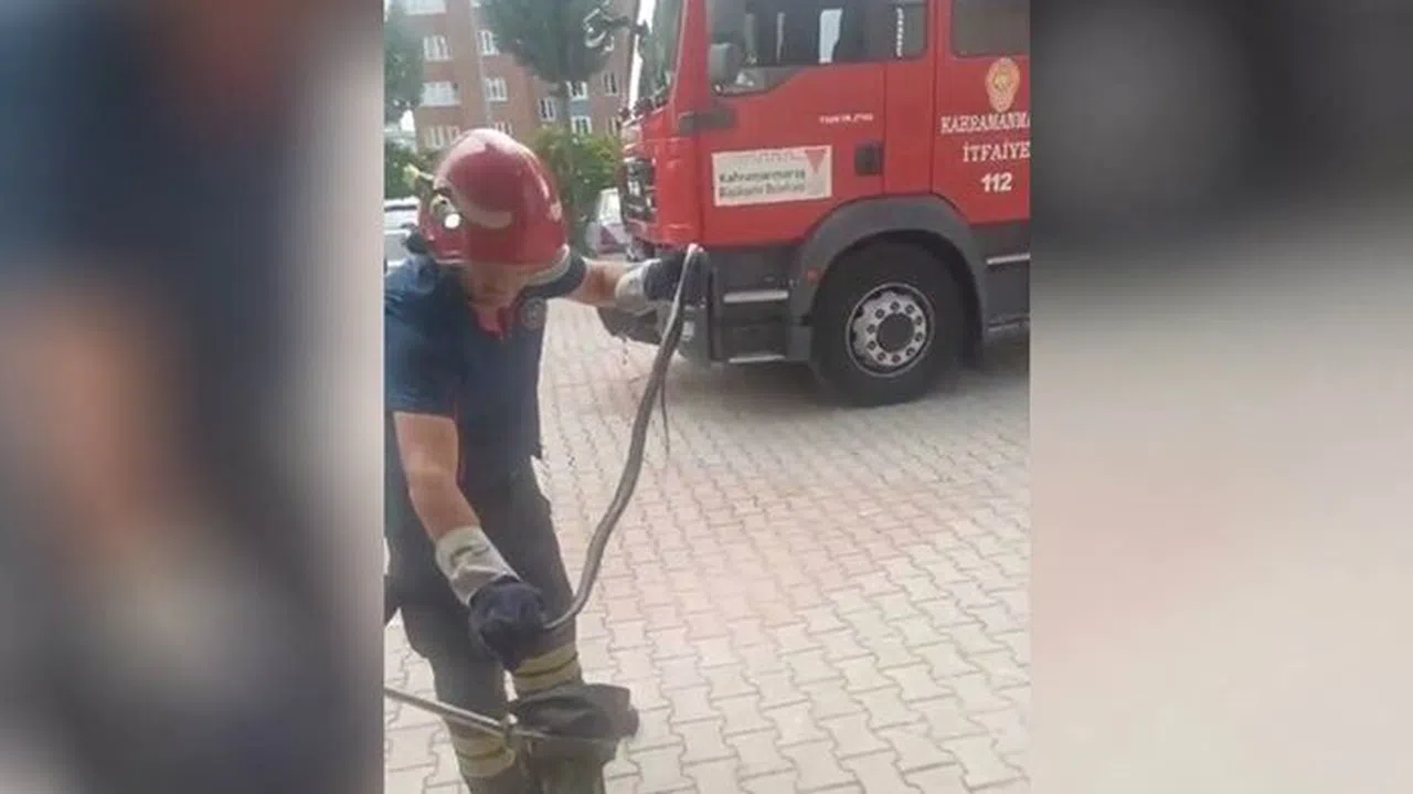 Kahramanmaraş’ta yılan paniği