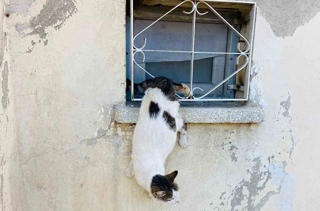 Kahramanmaraş’ta kedi sıkıştığı yerden kurtarıldı