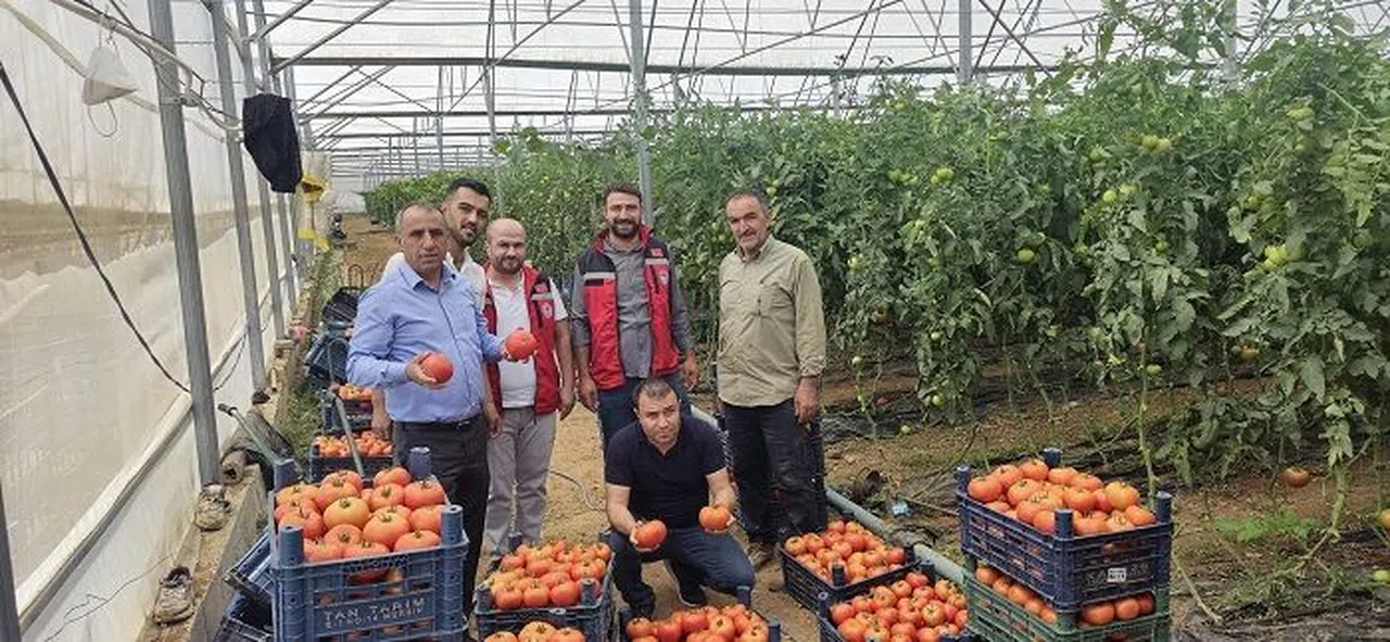 Elbistan’da domates hasadı