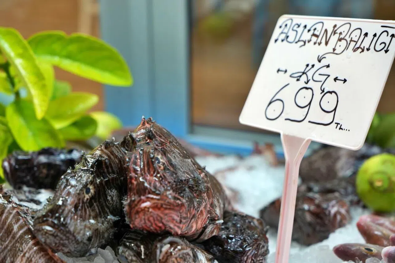 Antalya 'da Dikenlerinden eldiven ve makasla ayrılıyor kilogramı 699 liradan restoranlarda servis ediliyor